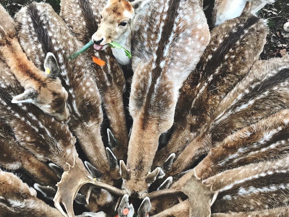 herd of brown doe deers in closeup shot