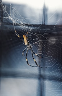 shallow focus photo of black and brown spider