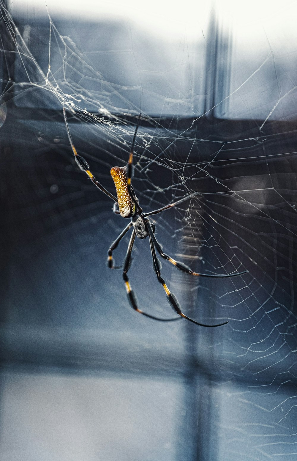 검은 색과 갈색 거미의 얕은 초점 사진