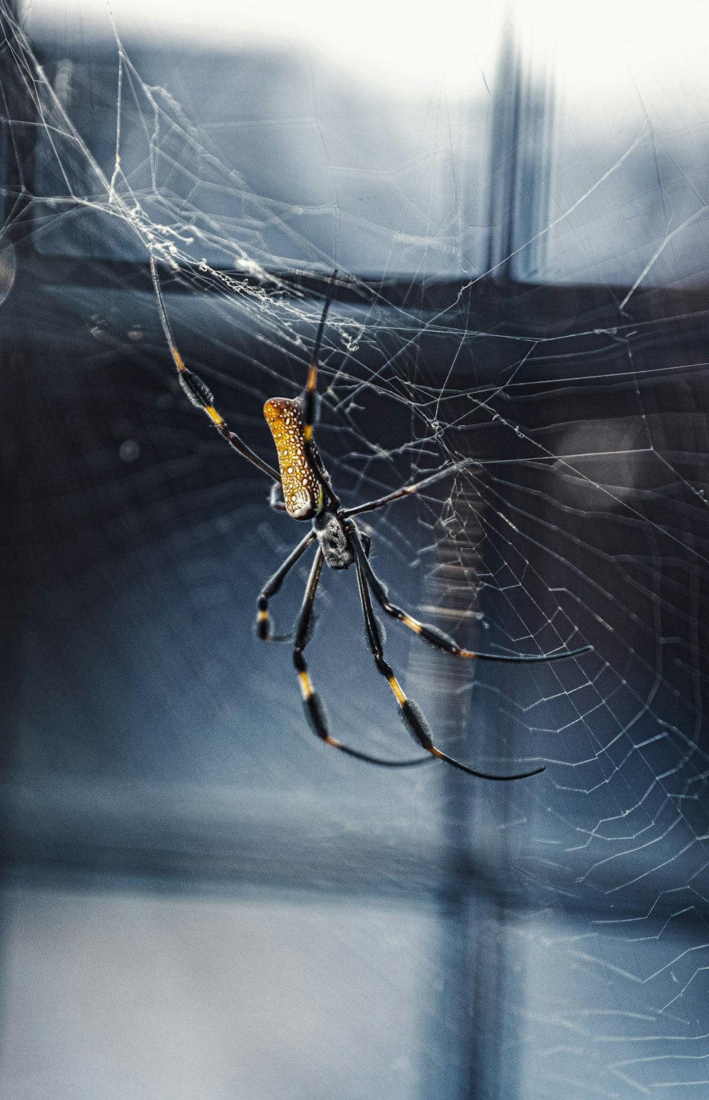 Photo de mise au point peu profonde d’une araignée noire et brune