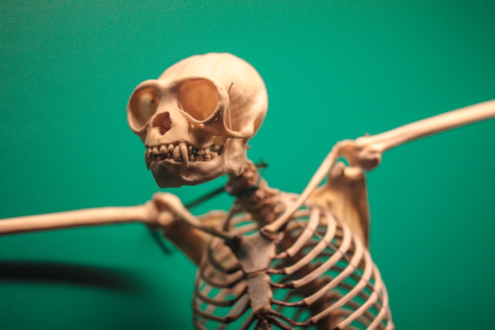 esqueleto de animal