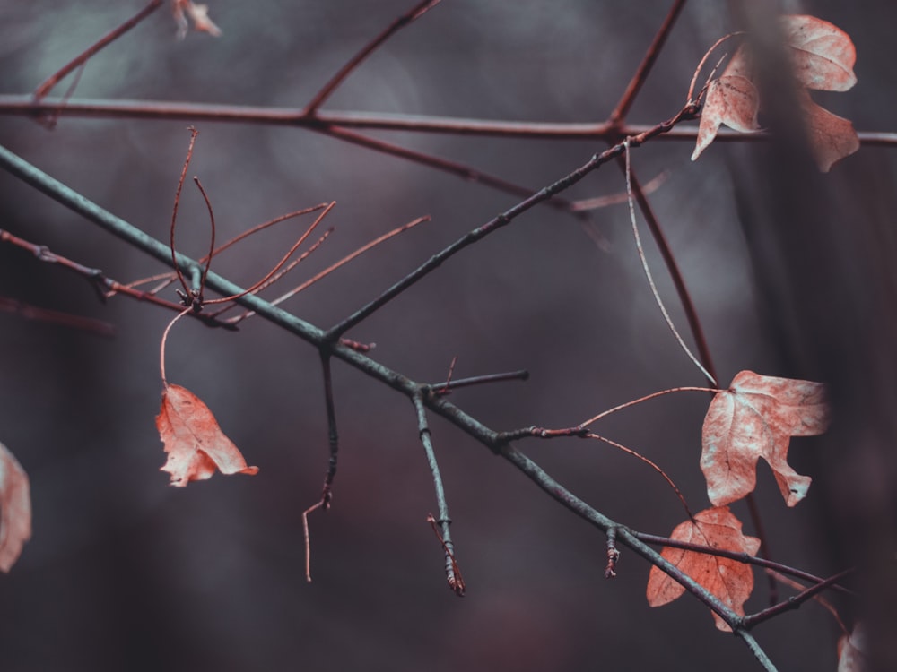 selective focus photography of red leaf tree