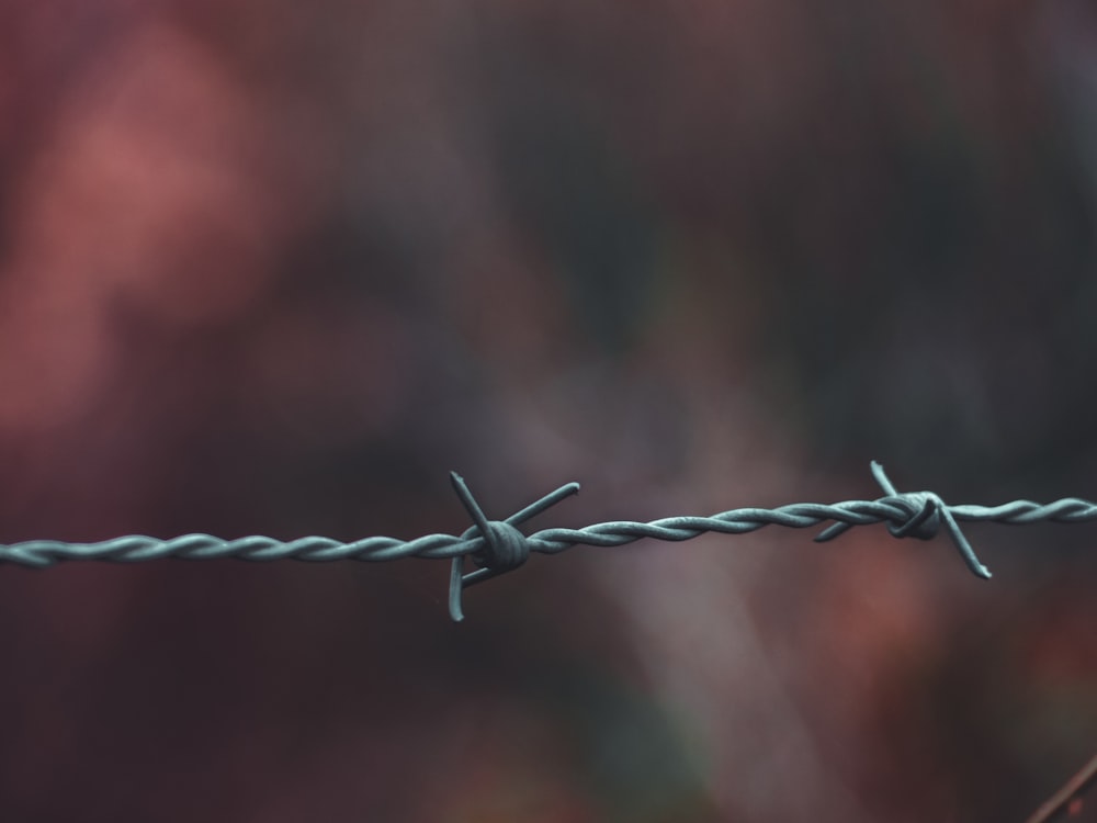 depth of field photography of barbwire