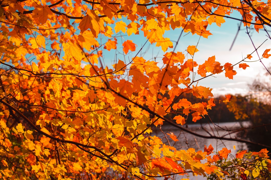 orange maple tree beside body of water,