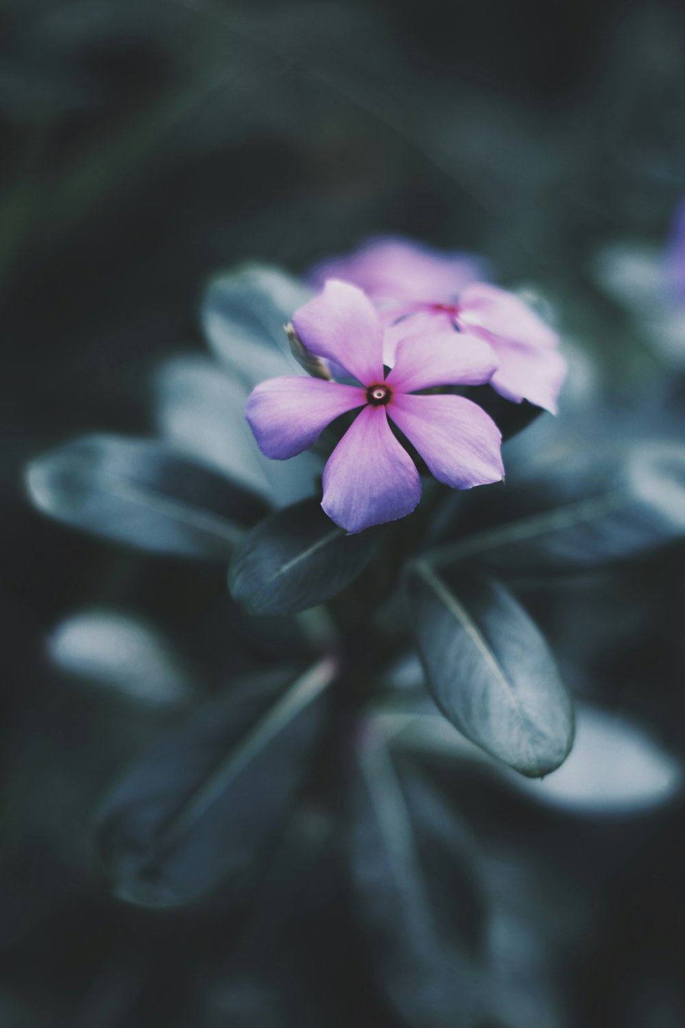 Fotografia a fuoco selettiva della pianta da fiore dai petali viola