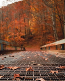 withered leaves on pavement