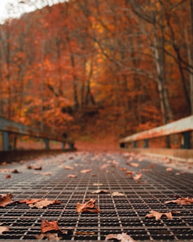 withered leaves on pavement