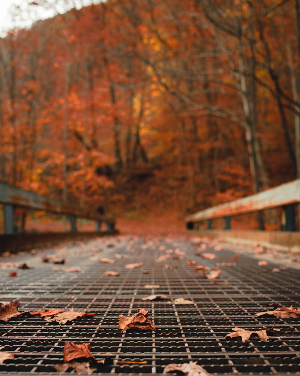 feuilles fanées sur le trottoir