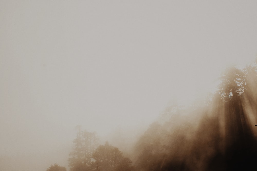 Bäume mit Nebel bedeckt