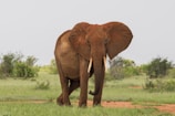 gray elephant walking on green grassfield