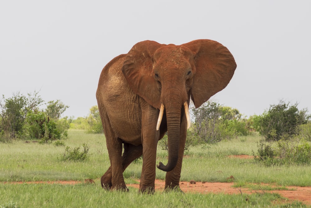 elefante gris caminando sobre un campo de hierba verde