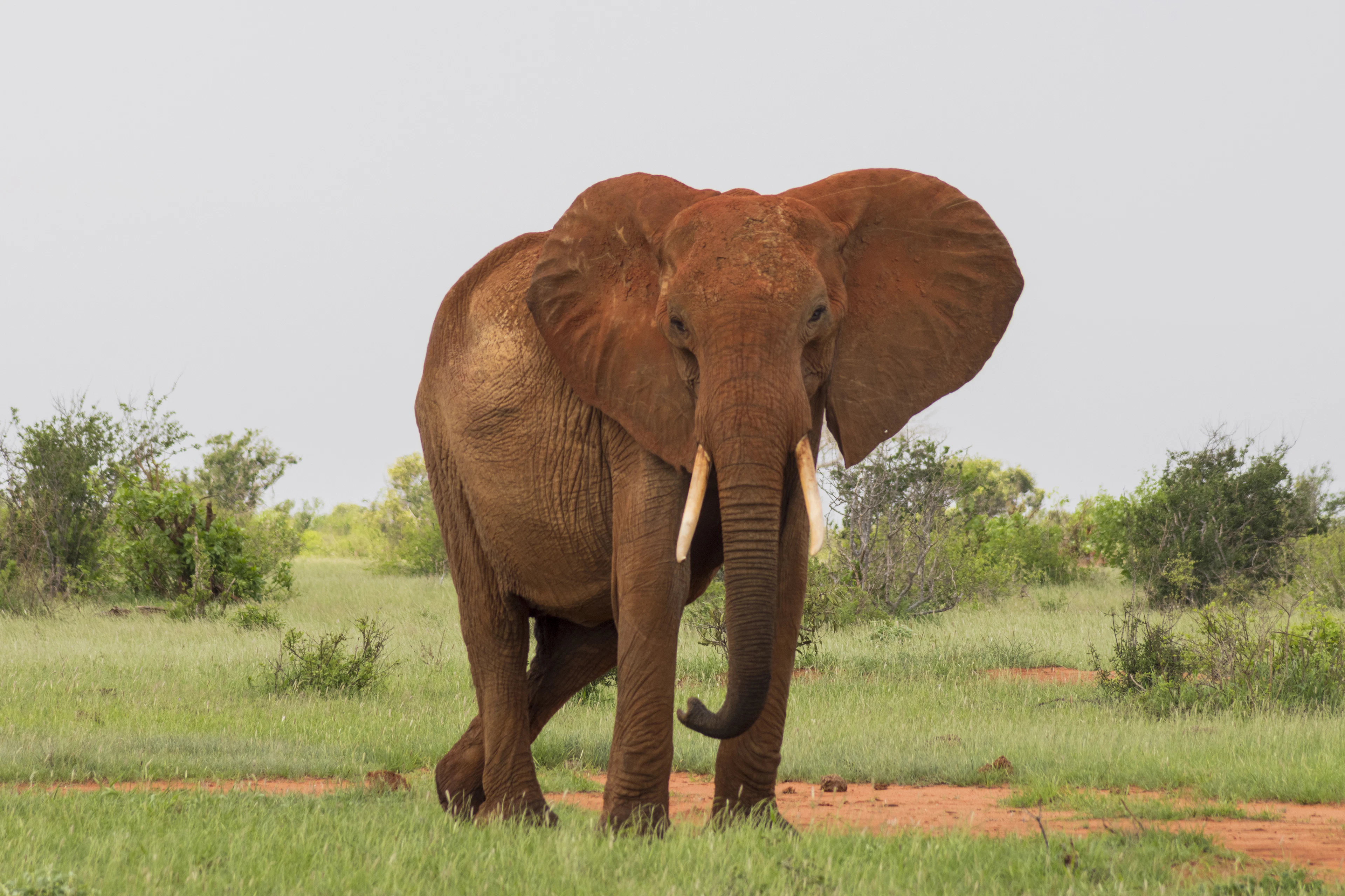 An elephant coated in red earth walking through green grass in Tsavo East National Park
