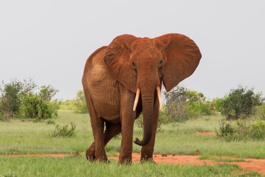 gray elephant walking on green grassfield in Tsavo East National Park Kenya