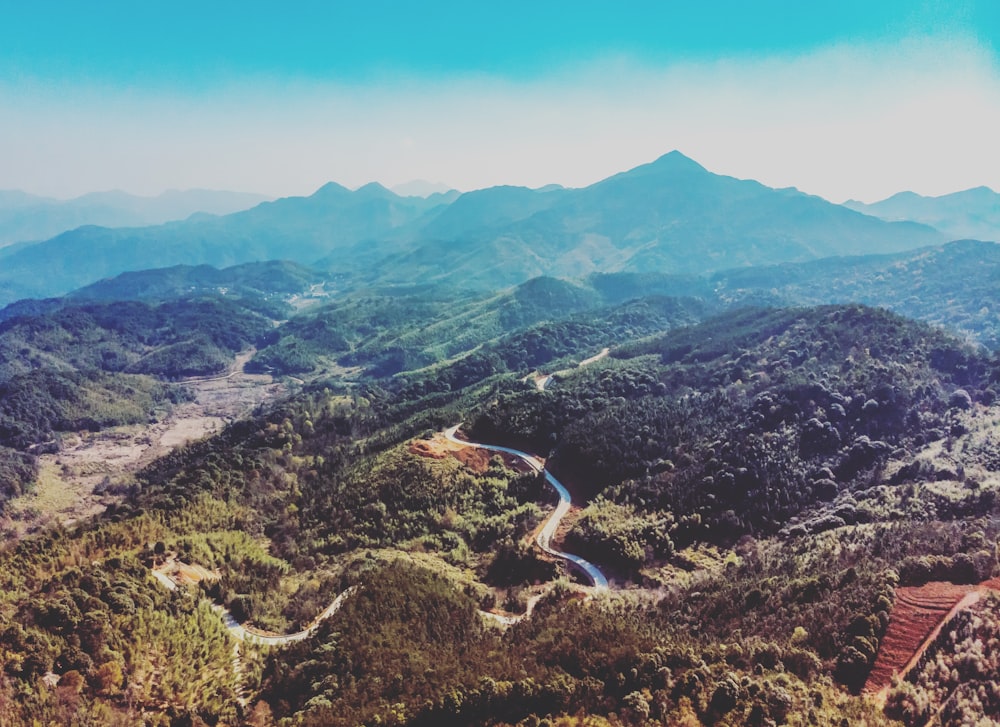 winding road at middle of forests