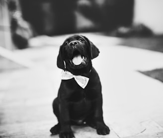 grayscale photography of puppy sitting on the street