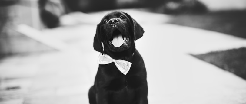 grayscale photography of puppy sitting on the street