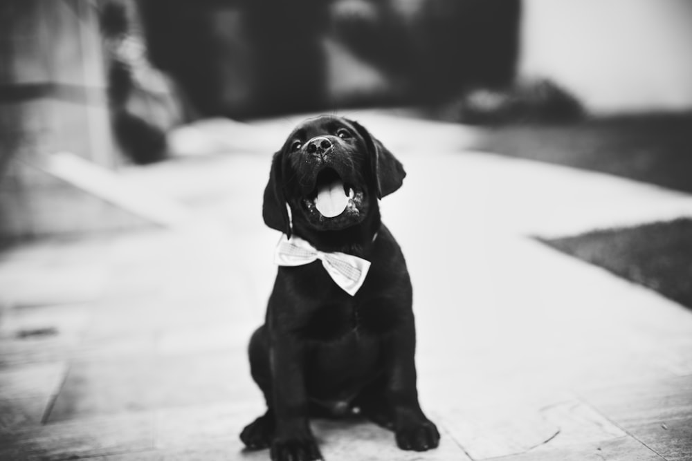 grayscale photography of puppy sitting on the street