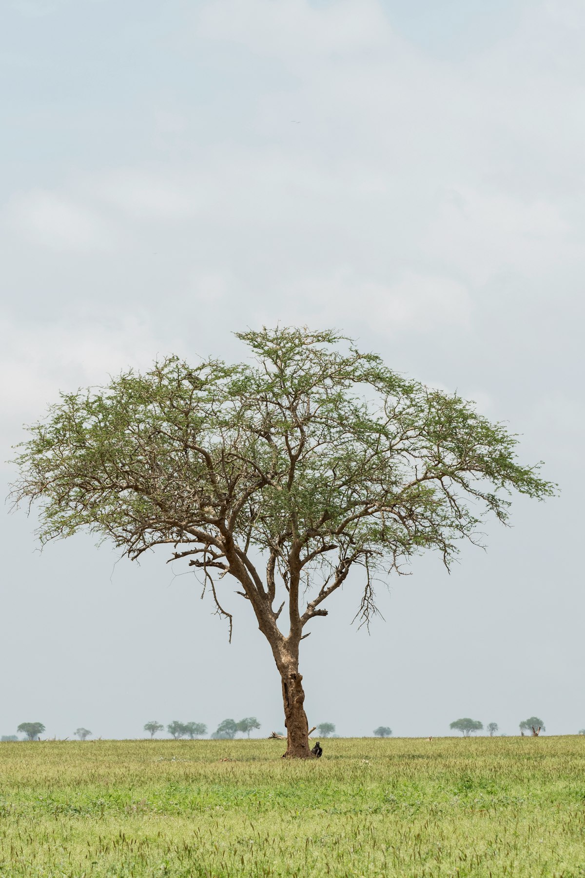 An amazing tree