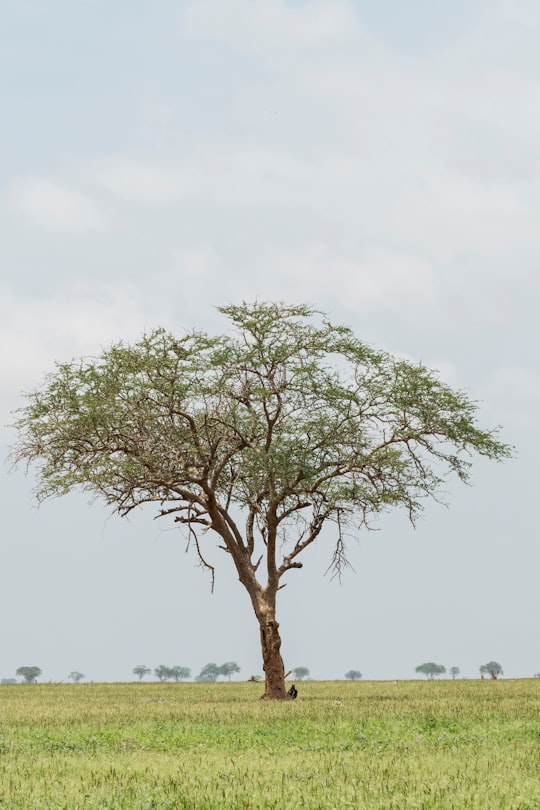 green tree under cloudy sky in Tsavo East National Park Kenya