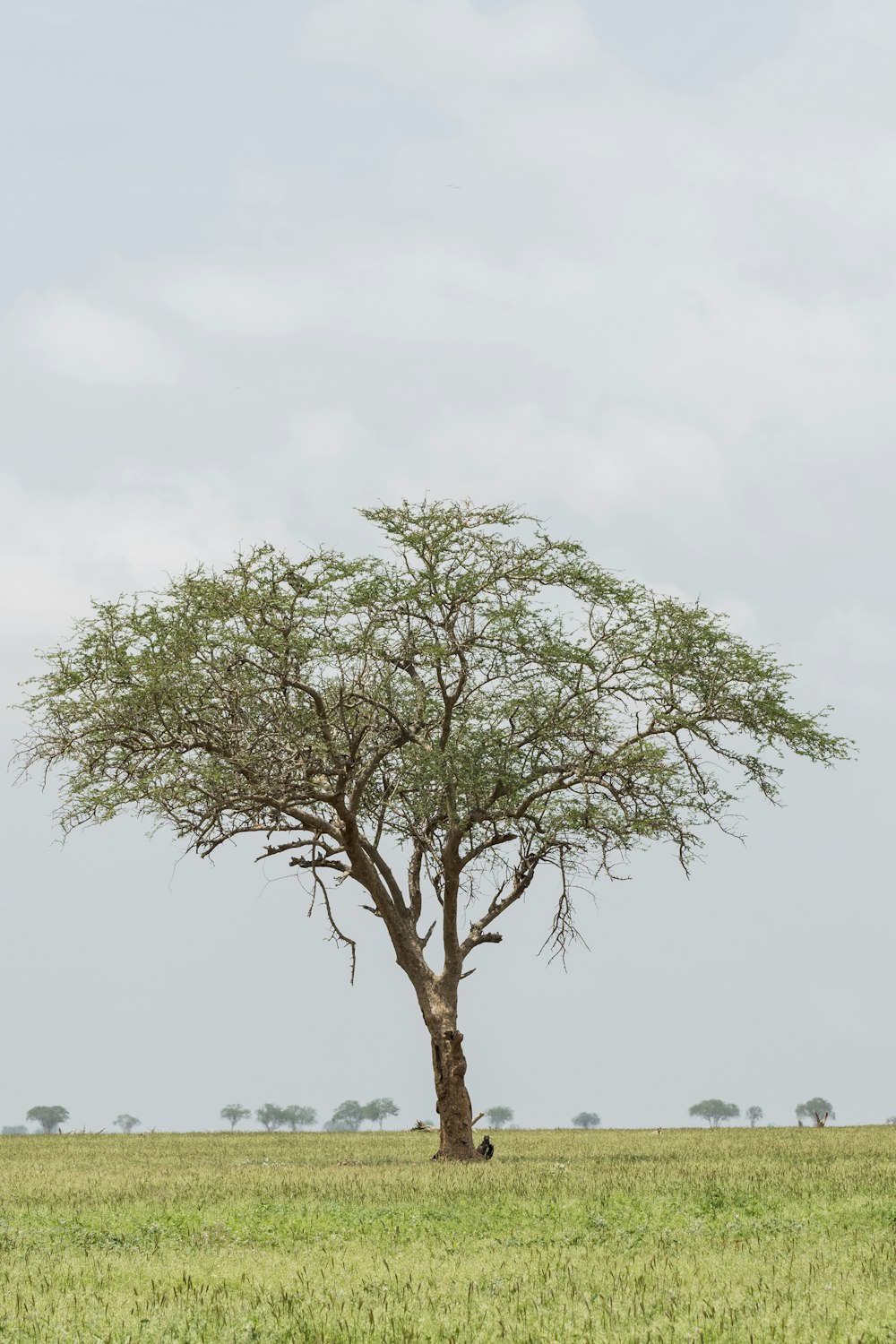 arbre vert sous ciel nuageux