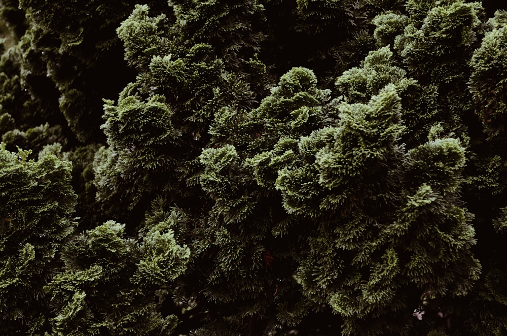 a large group of trees with green leaves