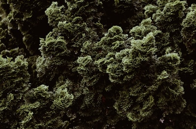 Полина Васильева