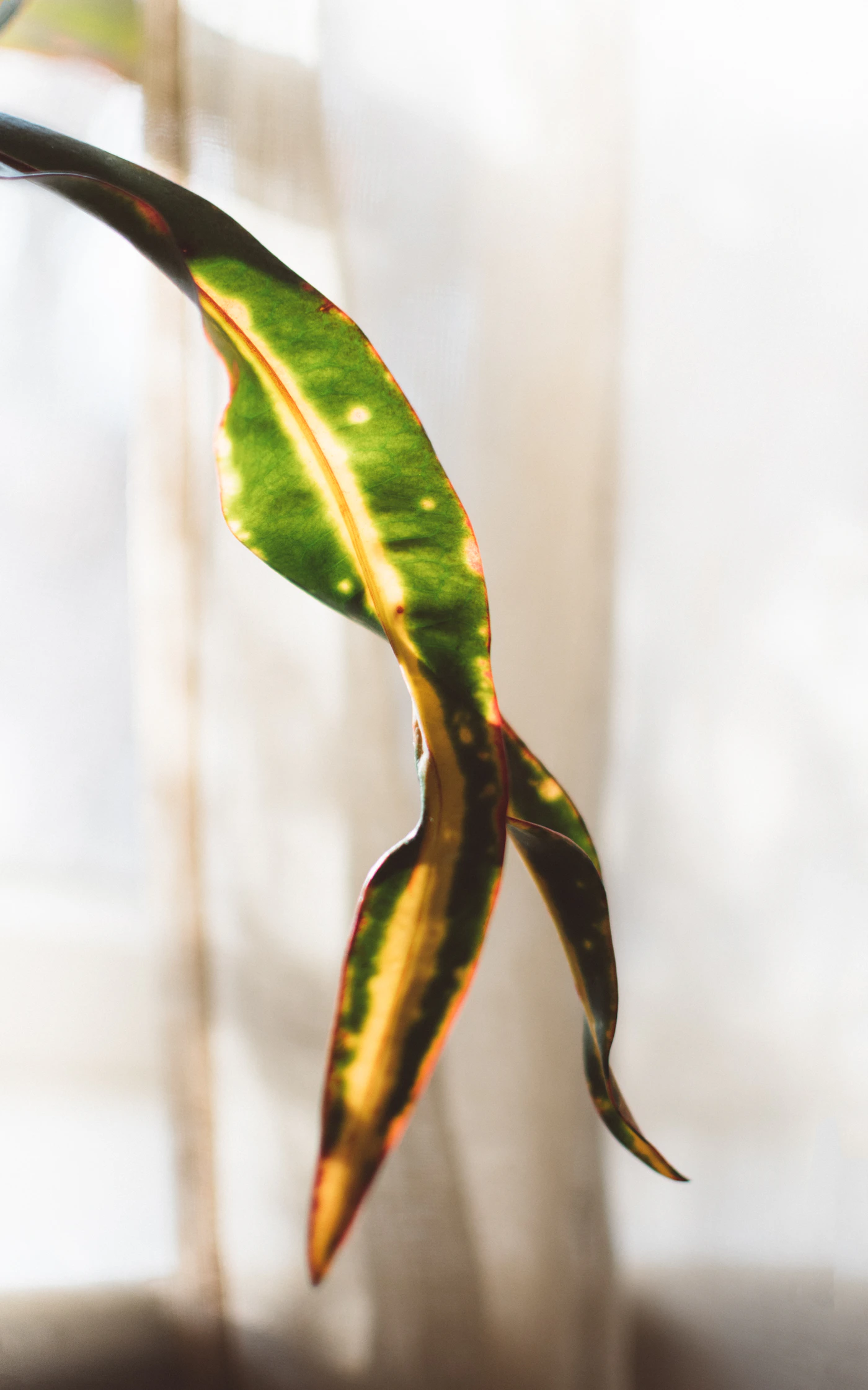 Feuille jaunissante d'une plante d'intérieur