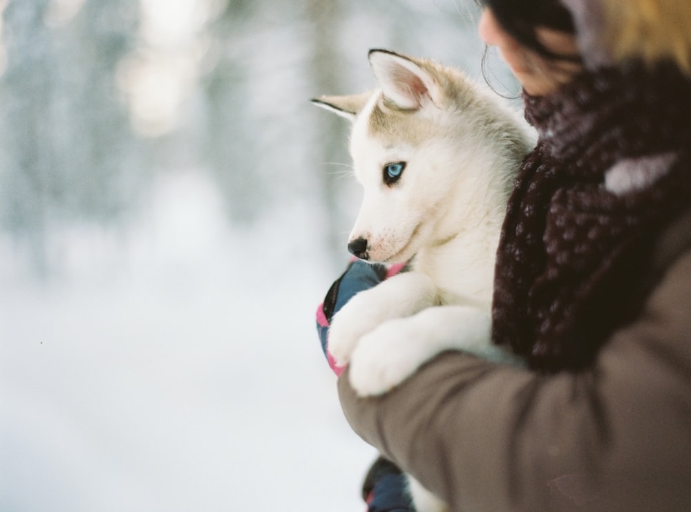 person carrying puppy