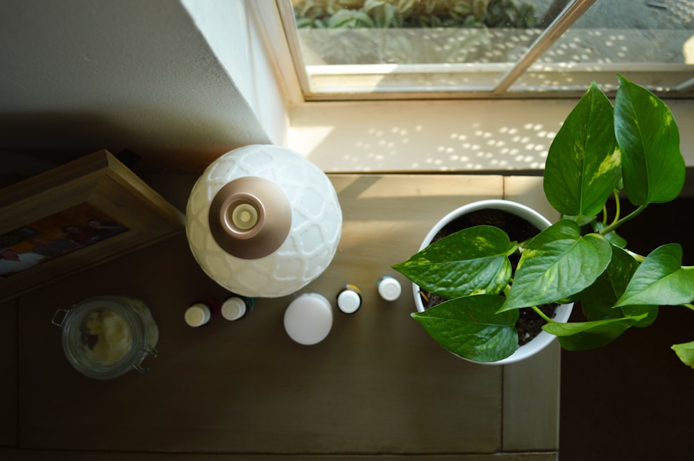 Grünblättrige Pflanze auf Tisch in der Nähe der Lampe