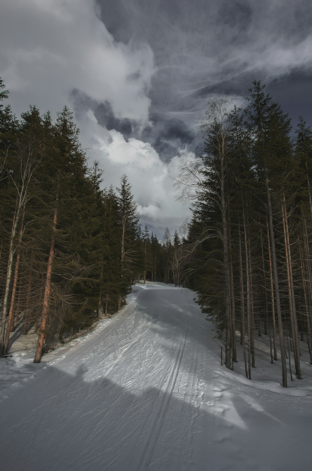 snow covering road and trees on side