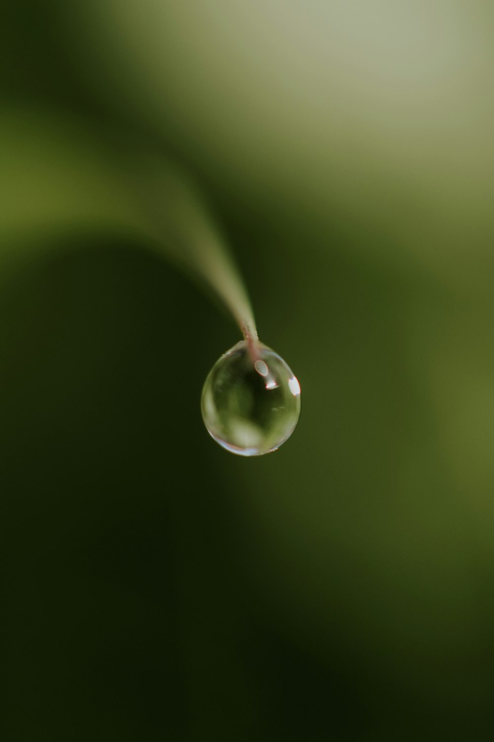 water drop on green leaf