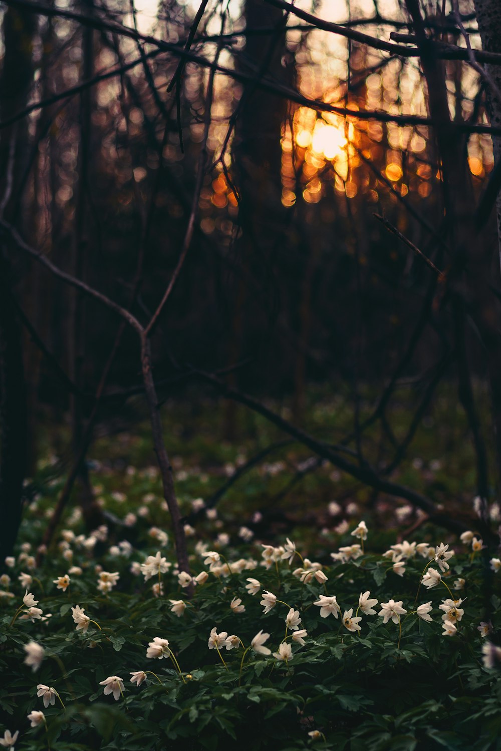 fotografia selettiva di messa a fuoco di fiori dai petali bianchi in fiore