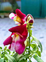 A close-up of a vibrant, pink and yellow snapdragon flower in bloom against a blurred background. The petals are soft and velvety, with green leaves surrounding the stem.
