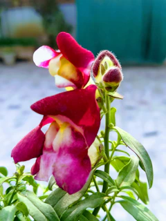 A close-up of a vibrant, pink and yellow snapdragon flower in bloom against a blurred background. The petals are soft and velvety, with green leaves surrounding the stem.