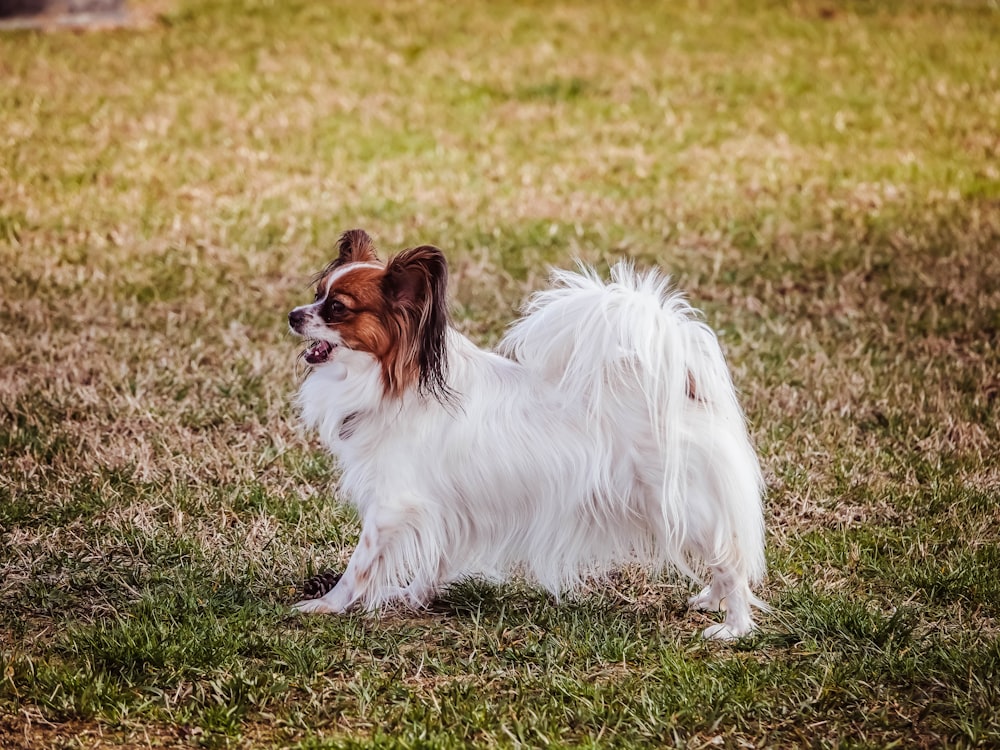 cão em pé no campo gramado