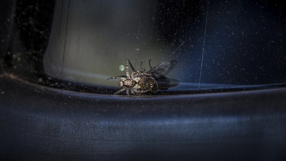 black flying insect on surface