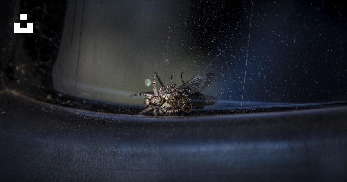 Black flying insect on surface photo – Free Spider Image on Unsplash