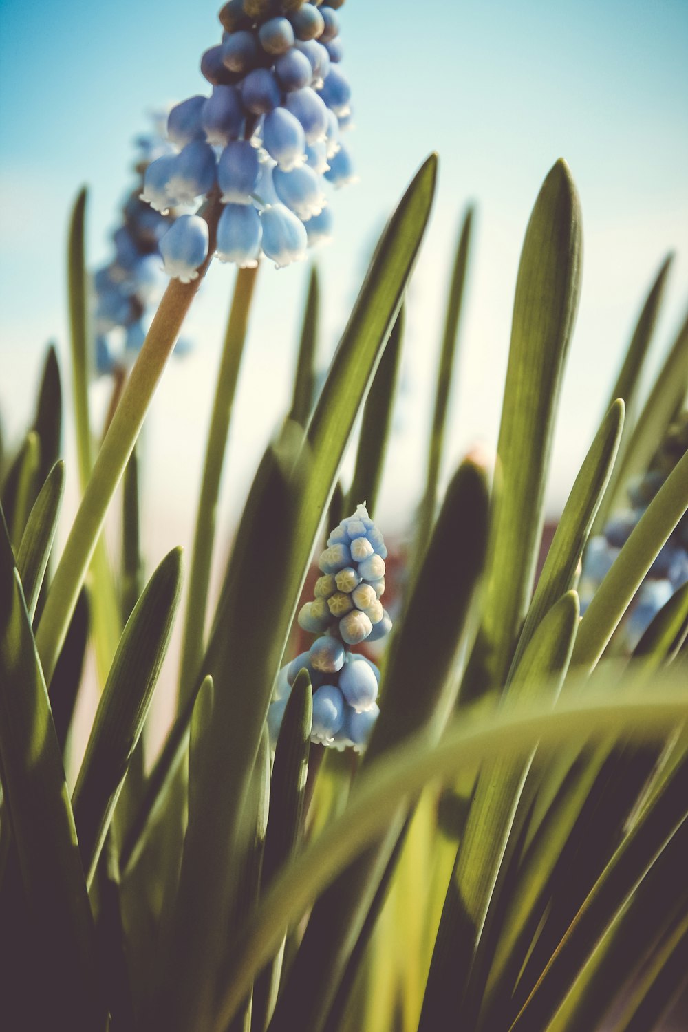 a close up of a bunch of blue flowers