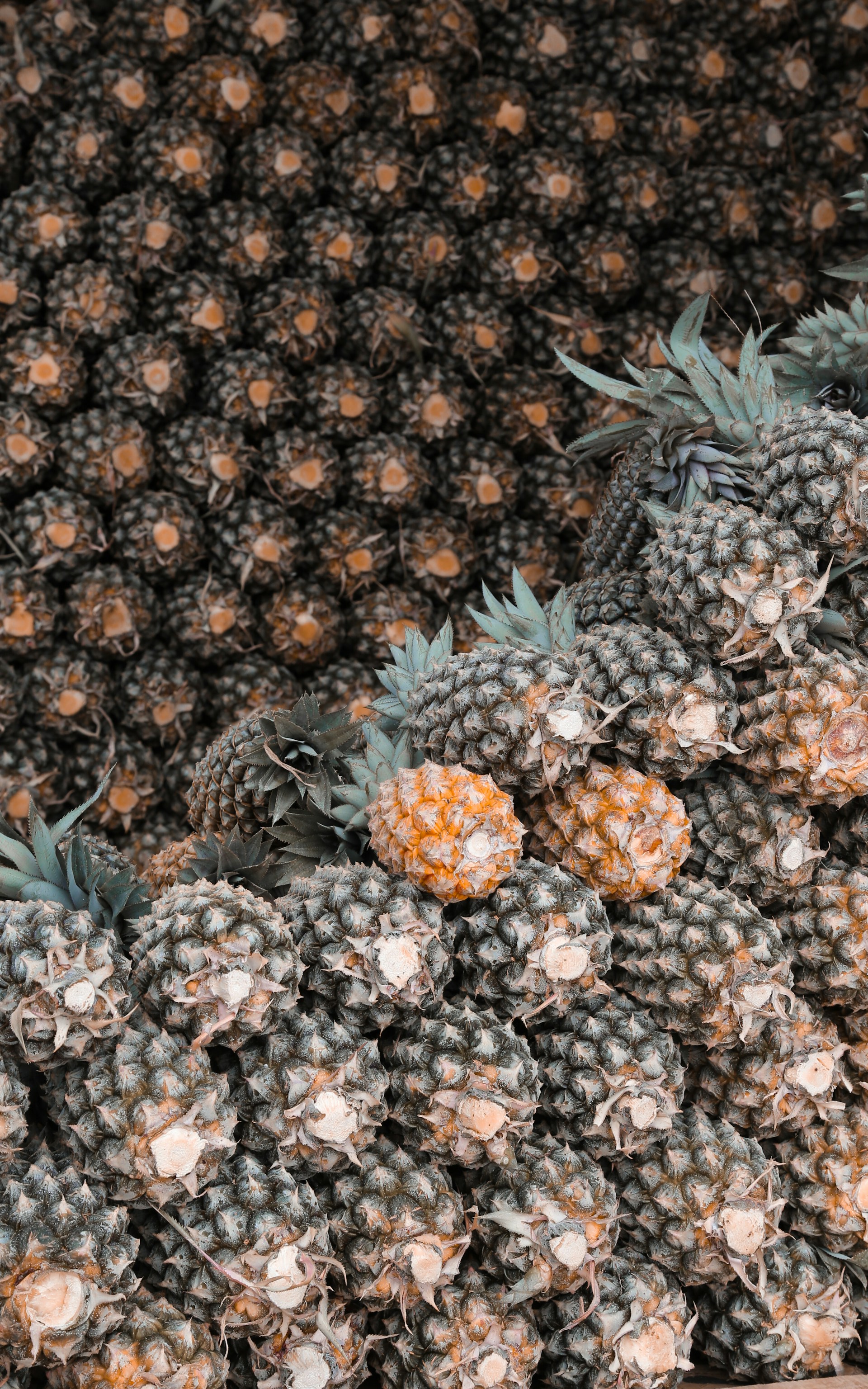 pineapple lot