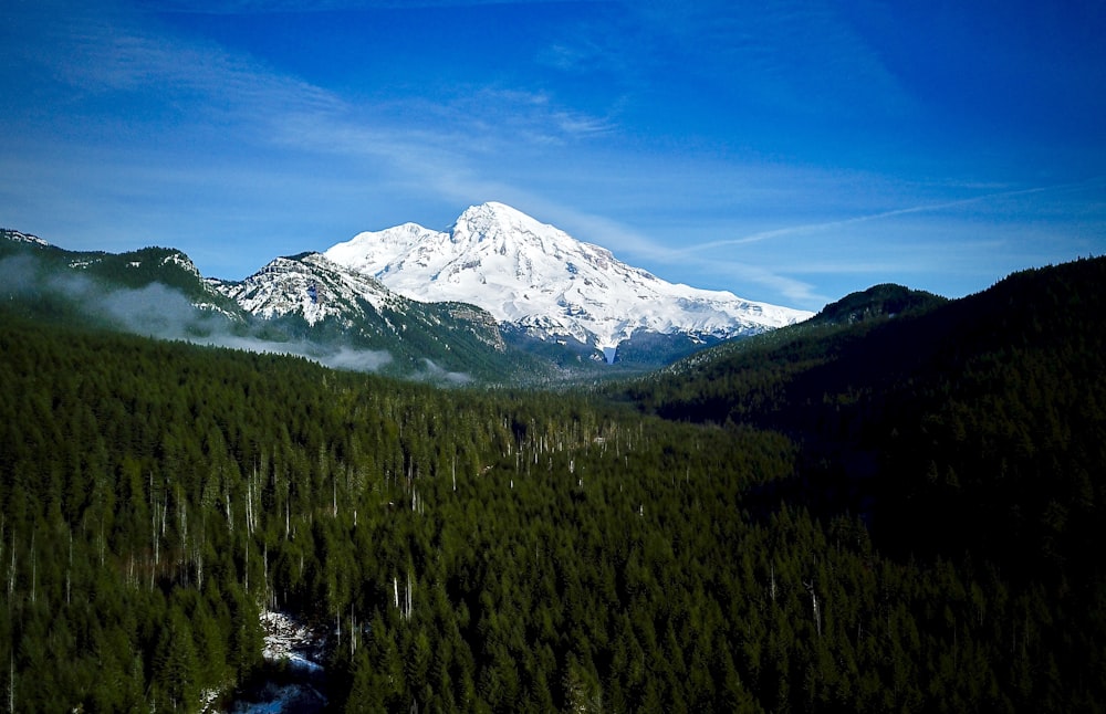 Fotografia de paisagem da floresta contra a montanha dos Alpes