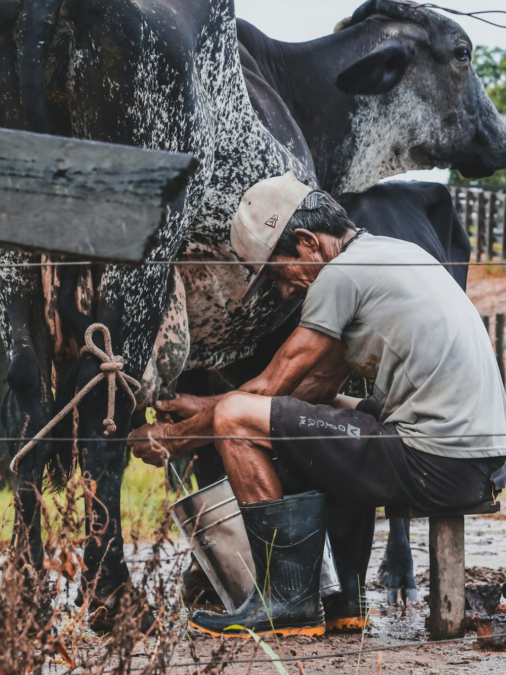 man sitting on stool milking cattle