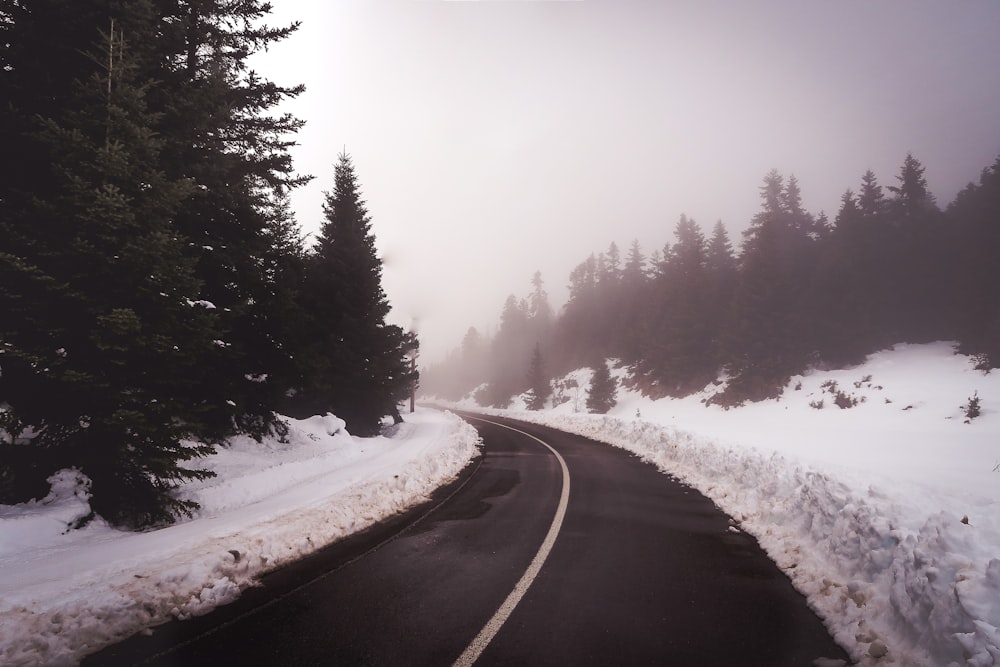 road near snow and trees