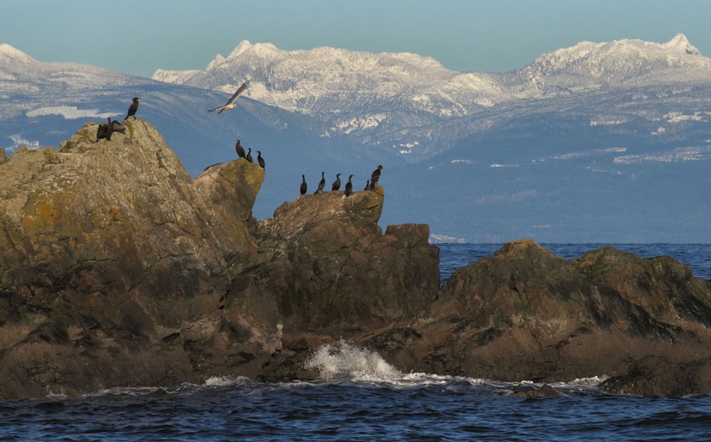 flock of bird on rock formation surrounded by water
