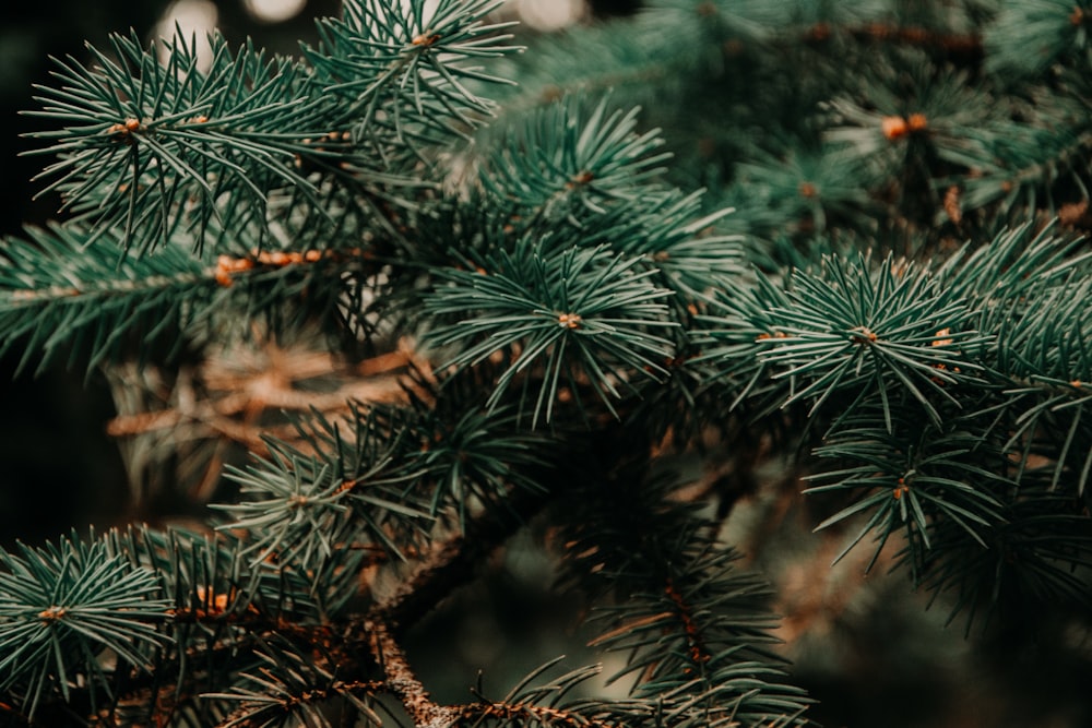 green Christmas tree