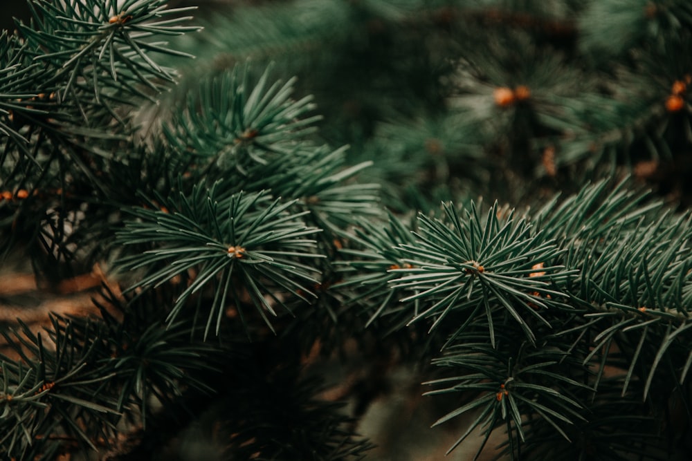 Tilt-Shift-Objektivfotografie des grünen Weihnachtsbaums