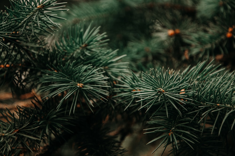 tilt shift lens photography of green Christmas tree