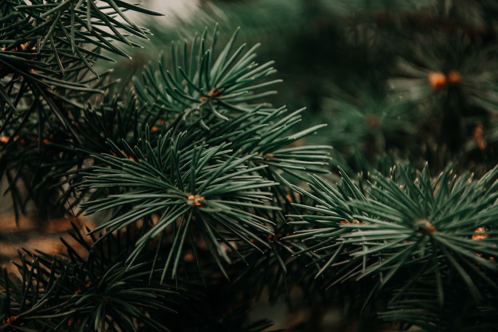 plantes à feuilles vertes