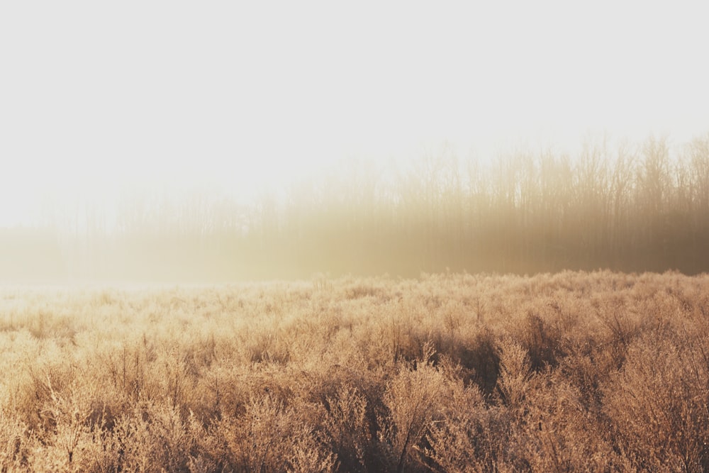 foggy brown field