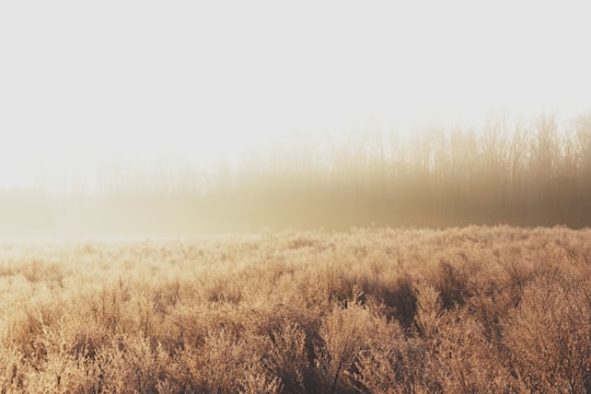 foggy brown field in Richmond United States