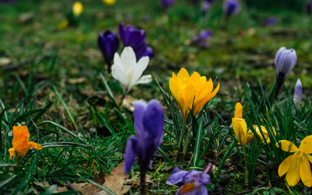 assorted-color flowers